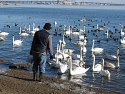 Casting bread on the waters for the gathering ugly ducklings