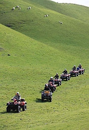 A line of motor carts is more sheepish than sheep