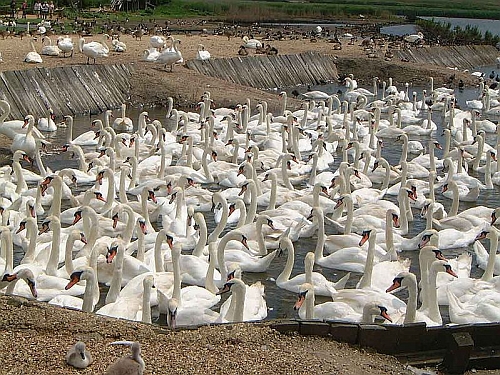 Hundreds of swans gather at a swannery