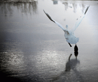 A swan takes off after a long run.