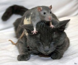 A rat rests on a sleeping cat's back showiing the triumph of love over fear