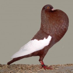 Puffed up pigeon looking absurd