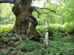 A huge old tree dwarfs the man looking at it.