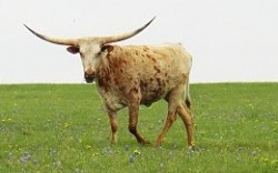 A texas longhorn stands in a field with its horns spread wide