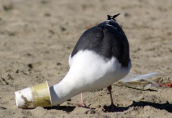 A gifted adult seagull stands on the beach with his head in a discarded cup.